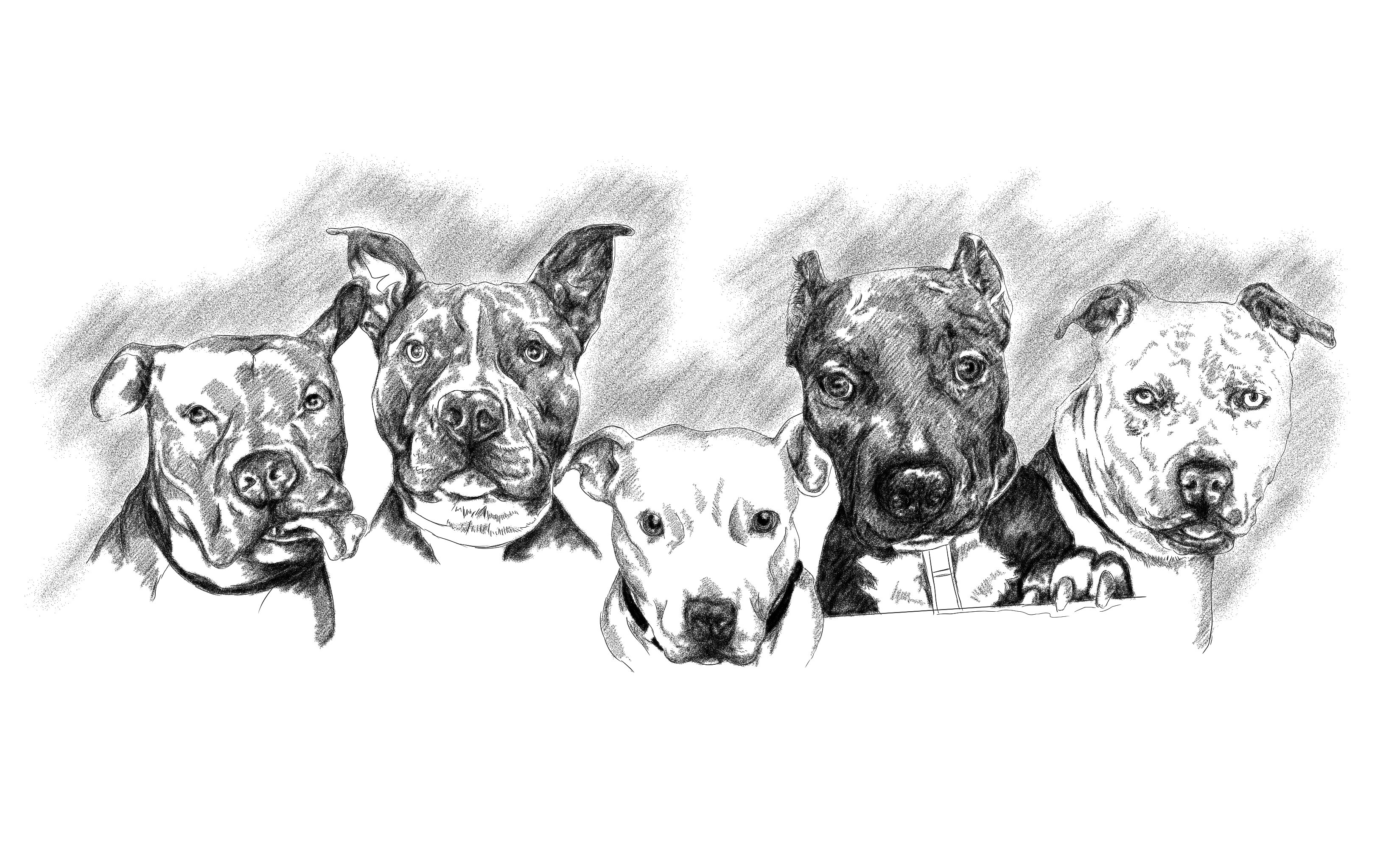 Draw Your Pet Into Realistic Black And White Pencil By Irvanramdani