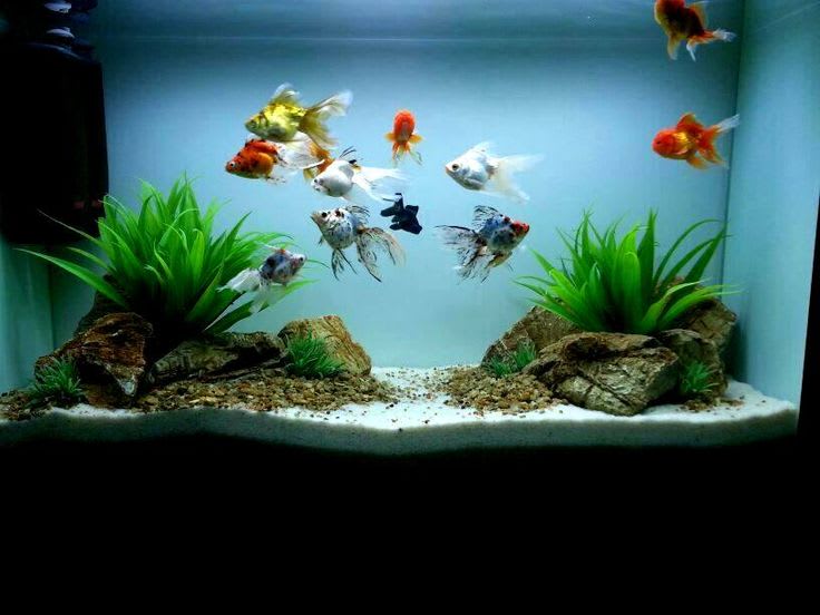fish tank set