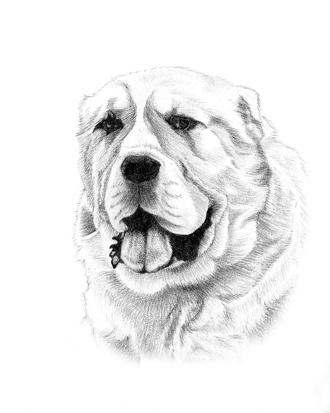 Draw realistic animal drawing in pencil by Liling_adel | Fiverr