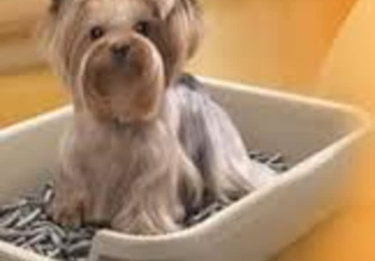 Train small dog to use litter box sale