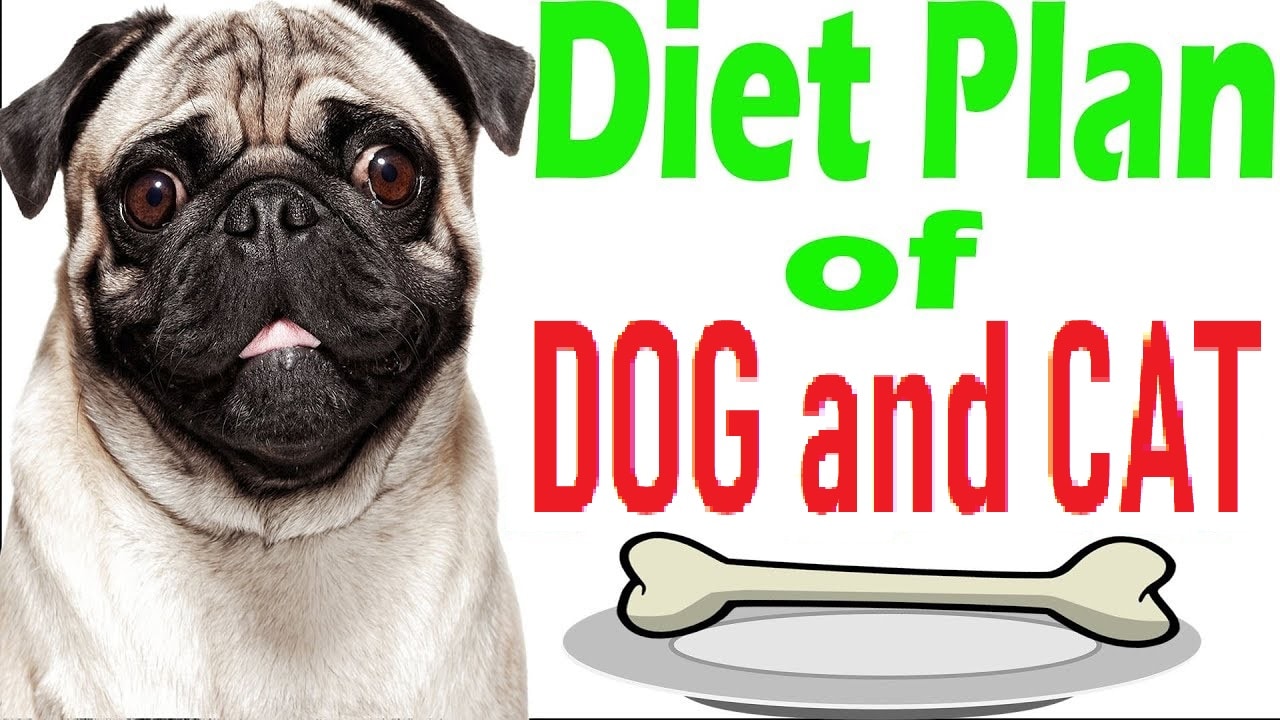 dog diet plan