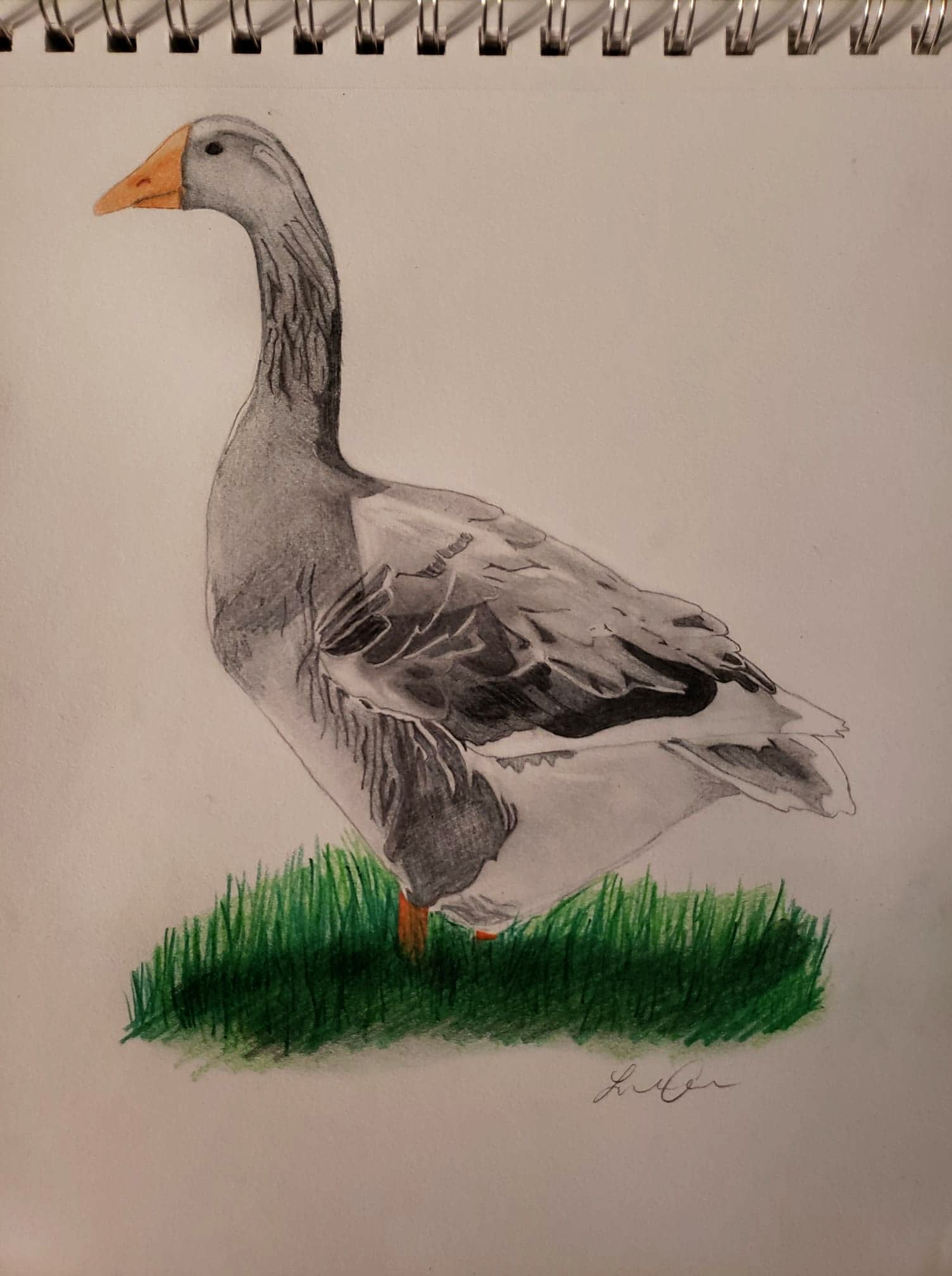 Draw Your Favorite Animal Or Asl Drawing By Lanig94 Fiverr