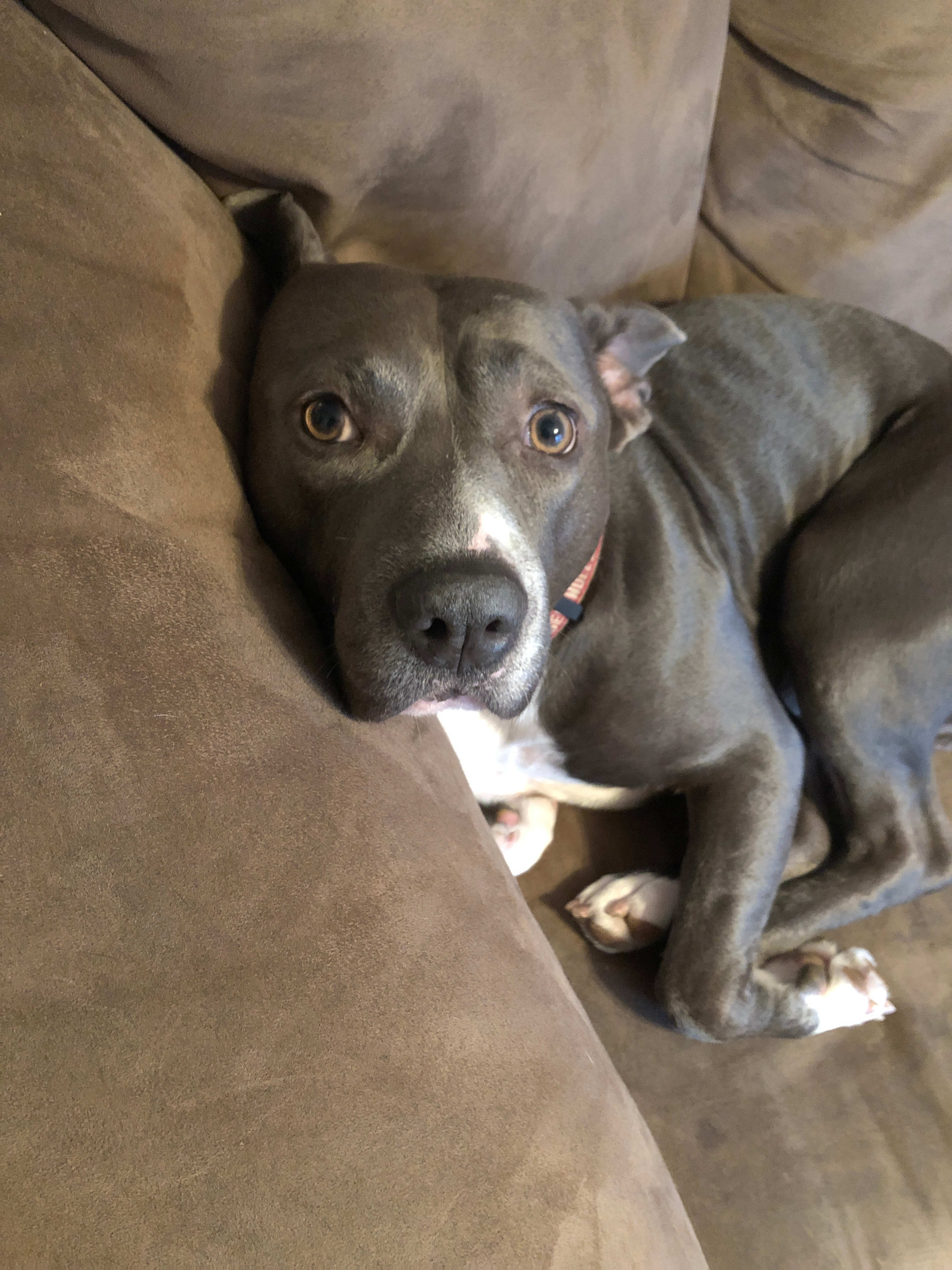 sad looking dog