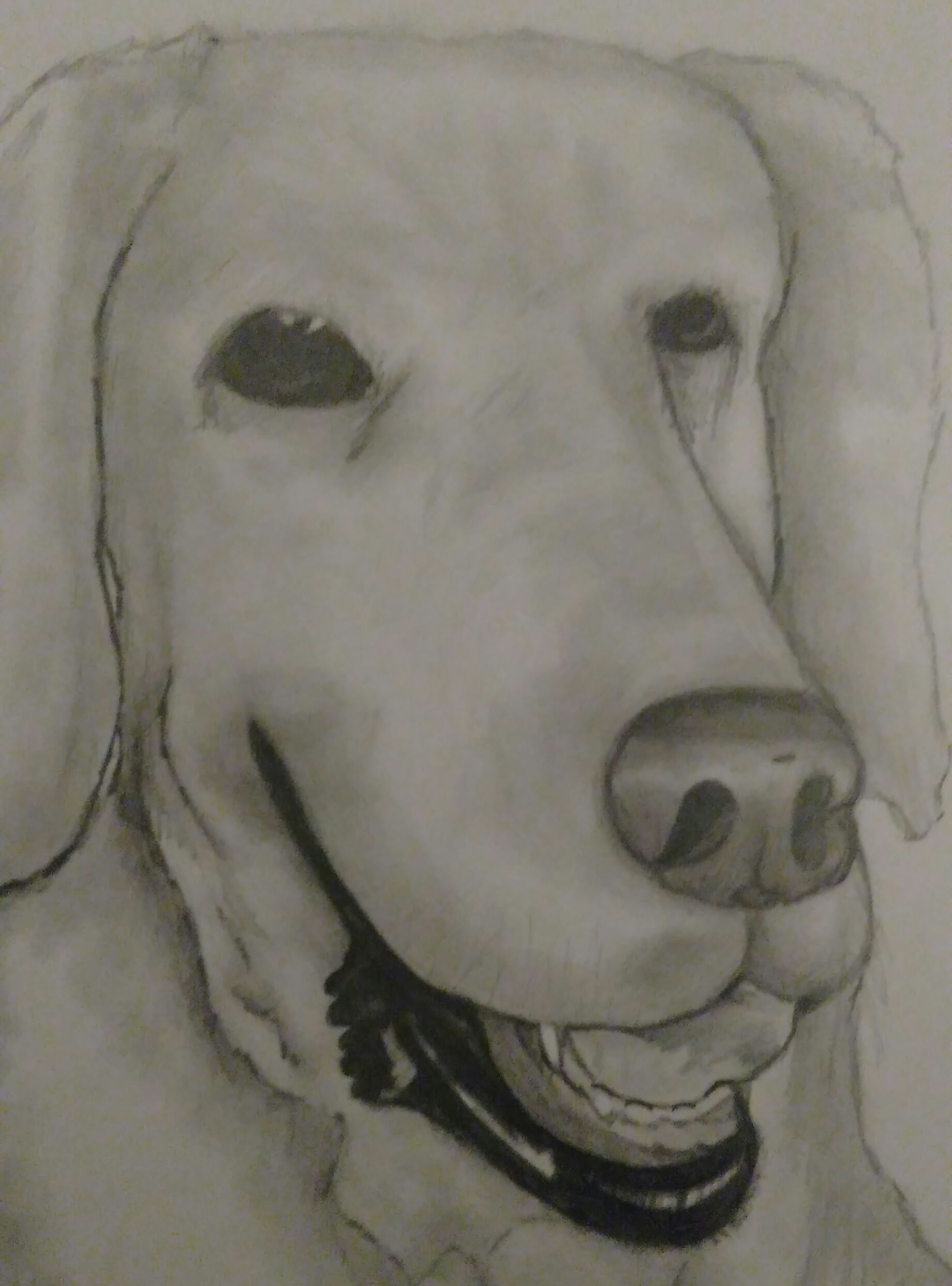 Draw your pet or favourite animal by Daydreambelief | Fiverr