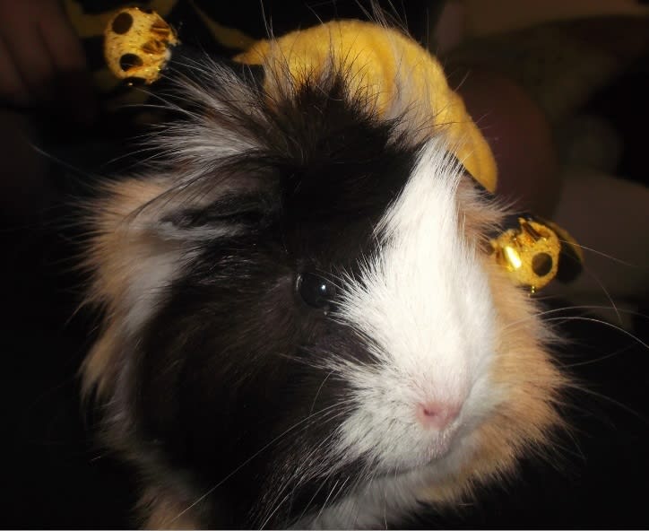 Let A Cute Guinea Pig Display Your Message By Kelamonster