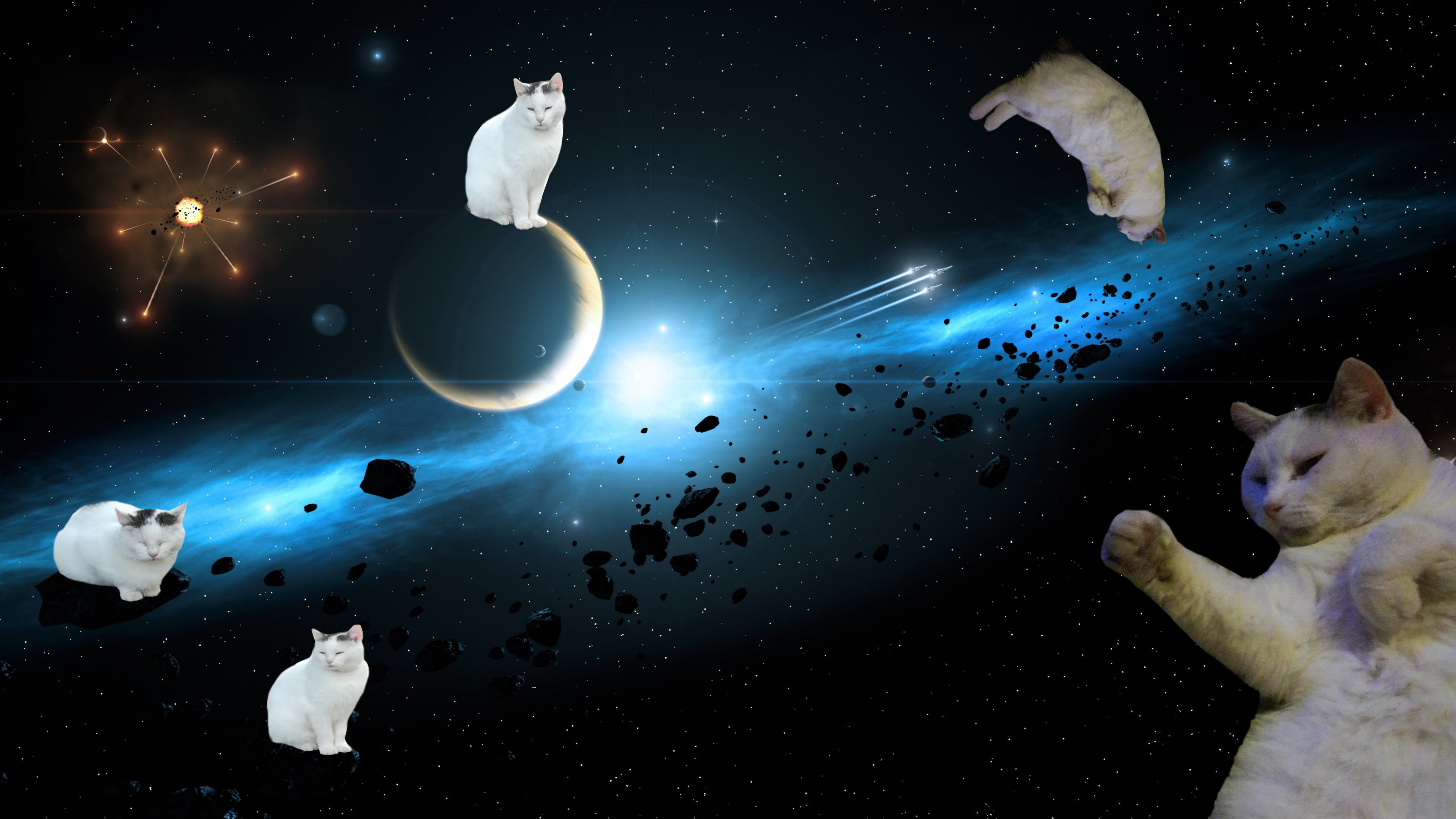 Cat Cat Cat Cat Cat Cat By Rafkoraf Fiverr
