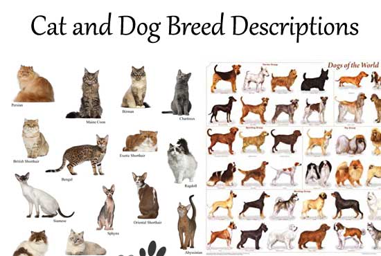 Write detailed cat and dog breed descriptions by Cnyakio Fiverr