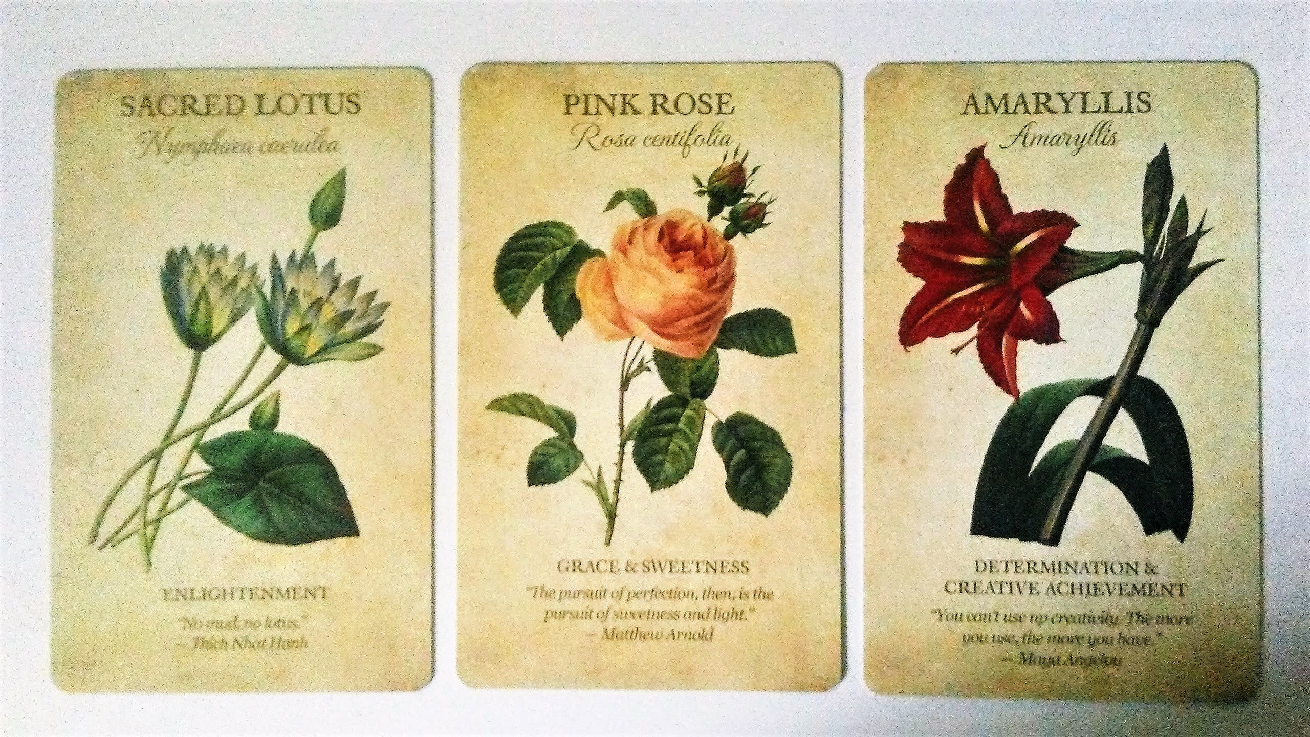 Lotus tarot card reading online, free Lotus tarot card reading online, free