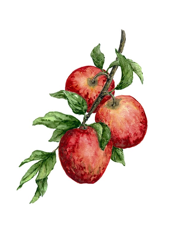 Make A Watercolor Botanical Painting By Msokolyan