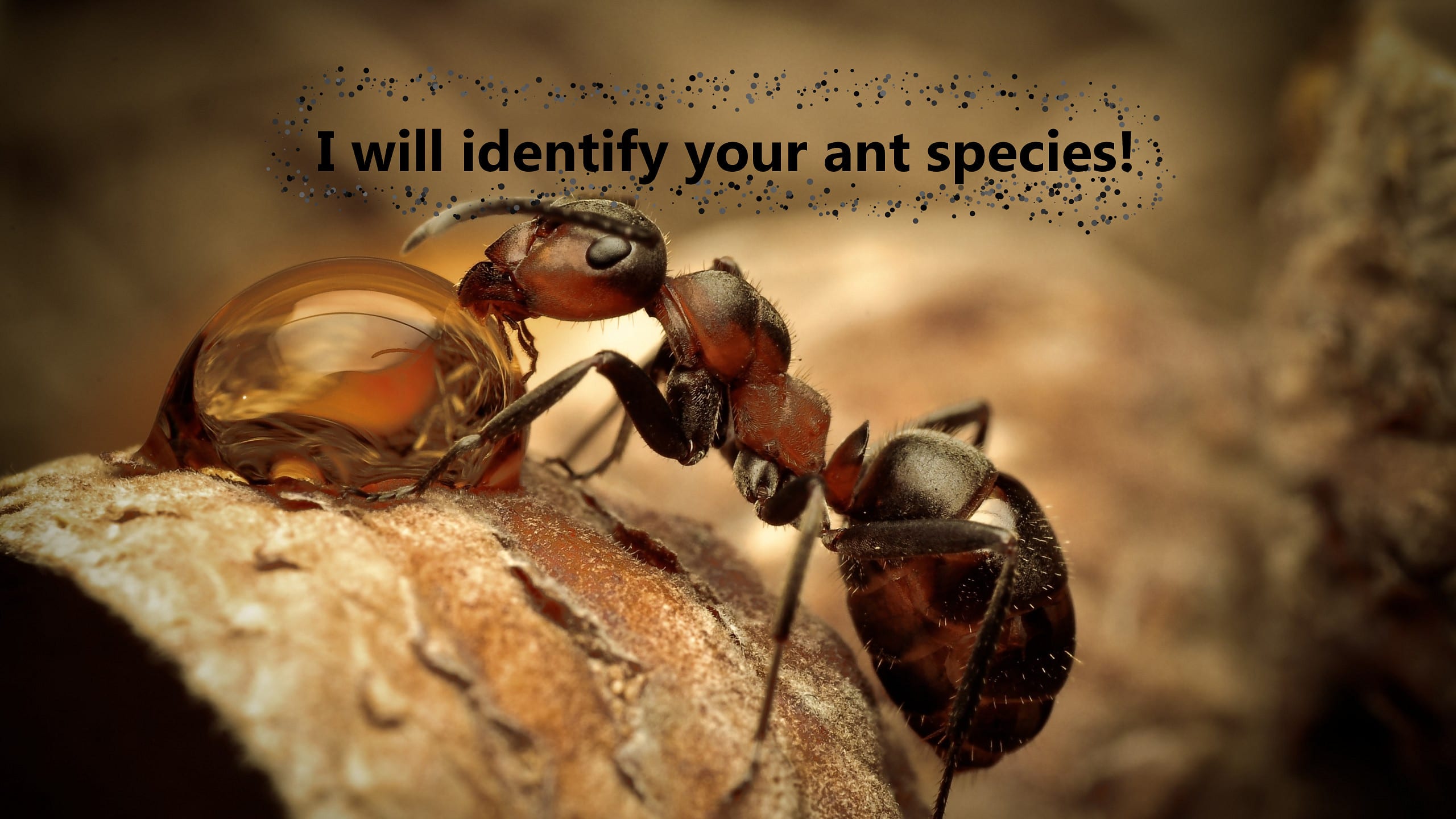 Identify Your Ant Species By Wywy543 - ants roblox name