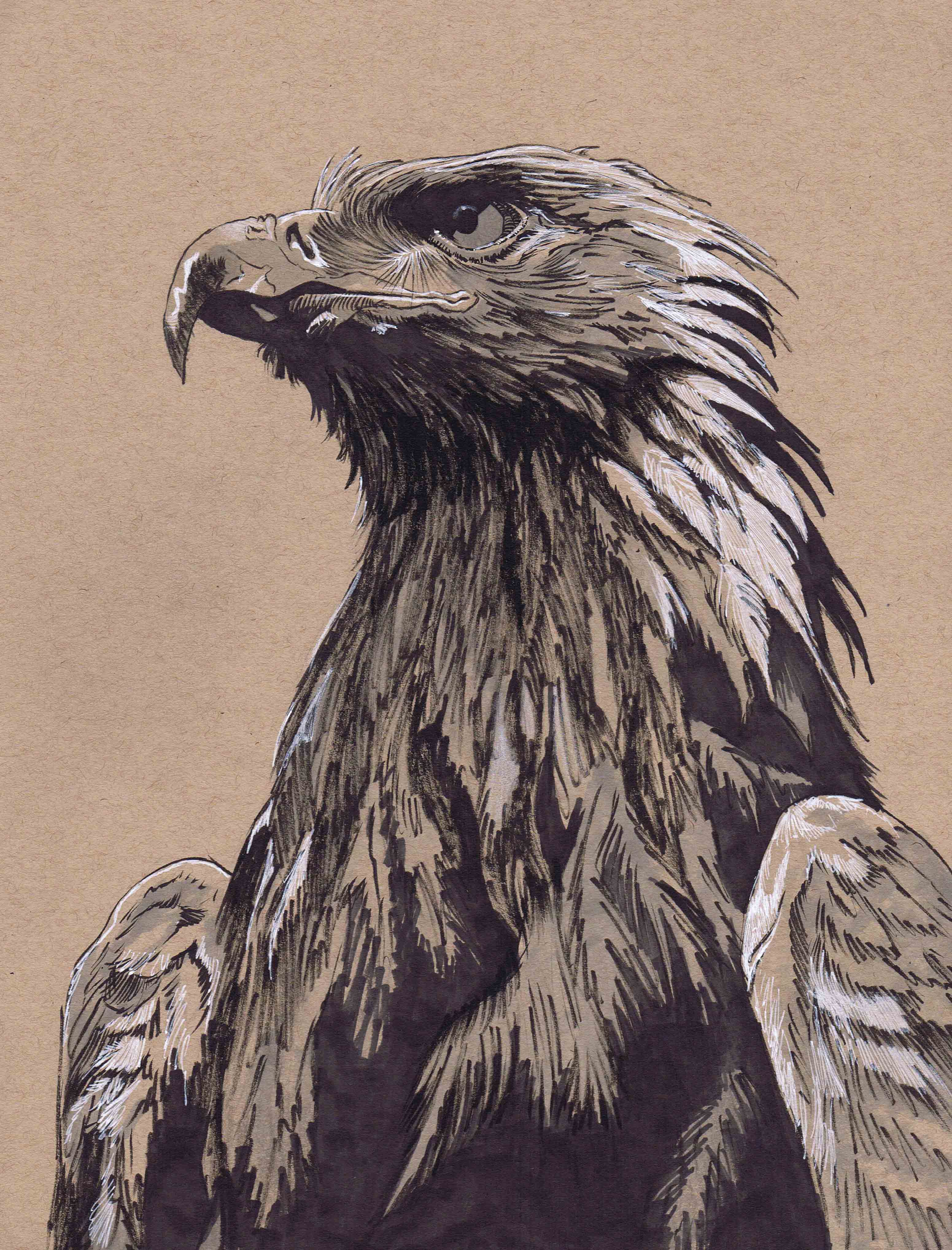 Draw animal portraits in pen brush and ink by Harrisoncollazo | Fiverr