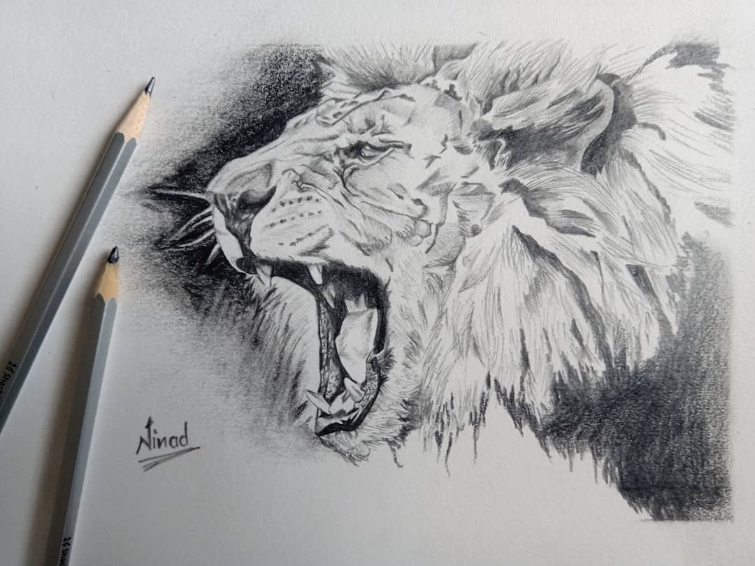 Do realistic drawing of any animal or bird by Ninad_dahake | Fiverr