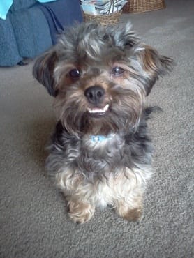 28 Shih Tzu Yorkie Mix Images, Stock Photos, 3D Objects,, 45% OFF