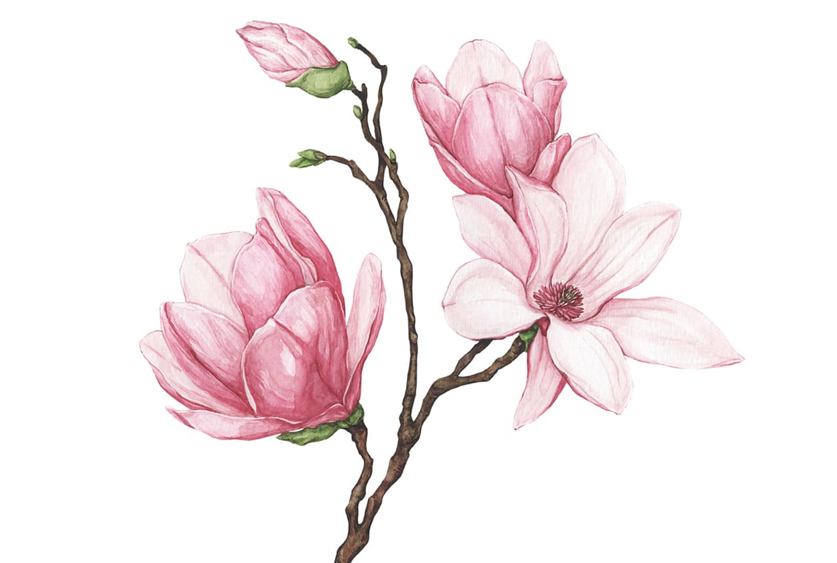 Aceo Flowers Rose Original Art  botanical Watercolor Painting Animation Plants Mini artwork  2,5'x3,5'