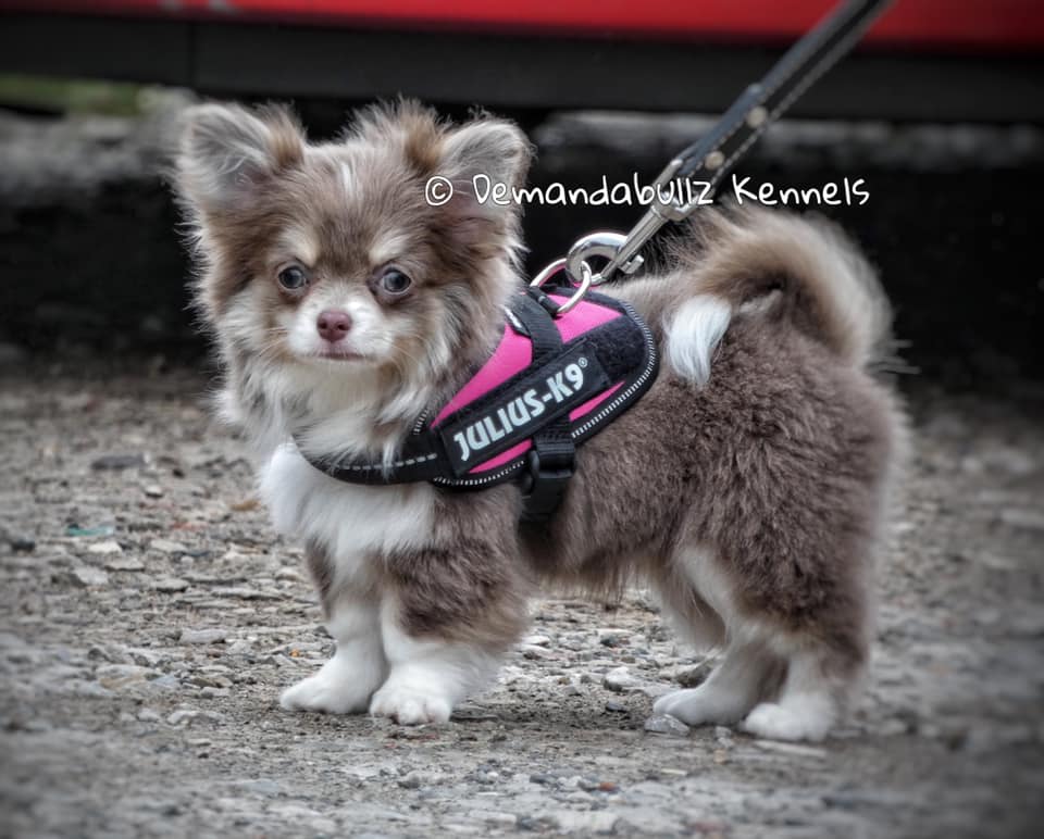Chihuahuas Dark Julius K9 Harness Chihuahua Puppies Julius K9