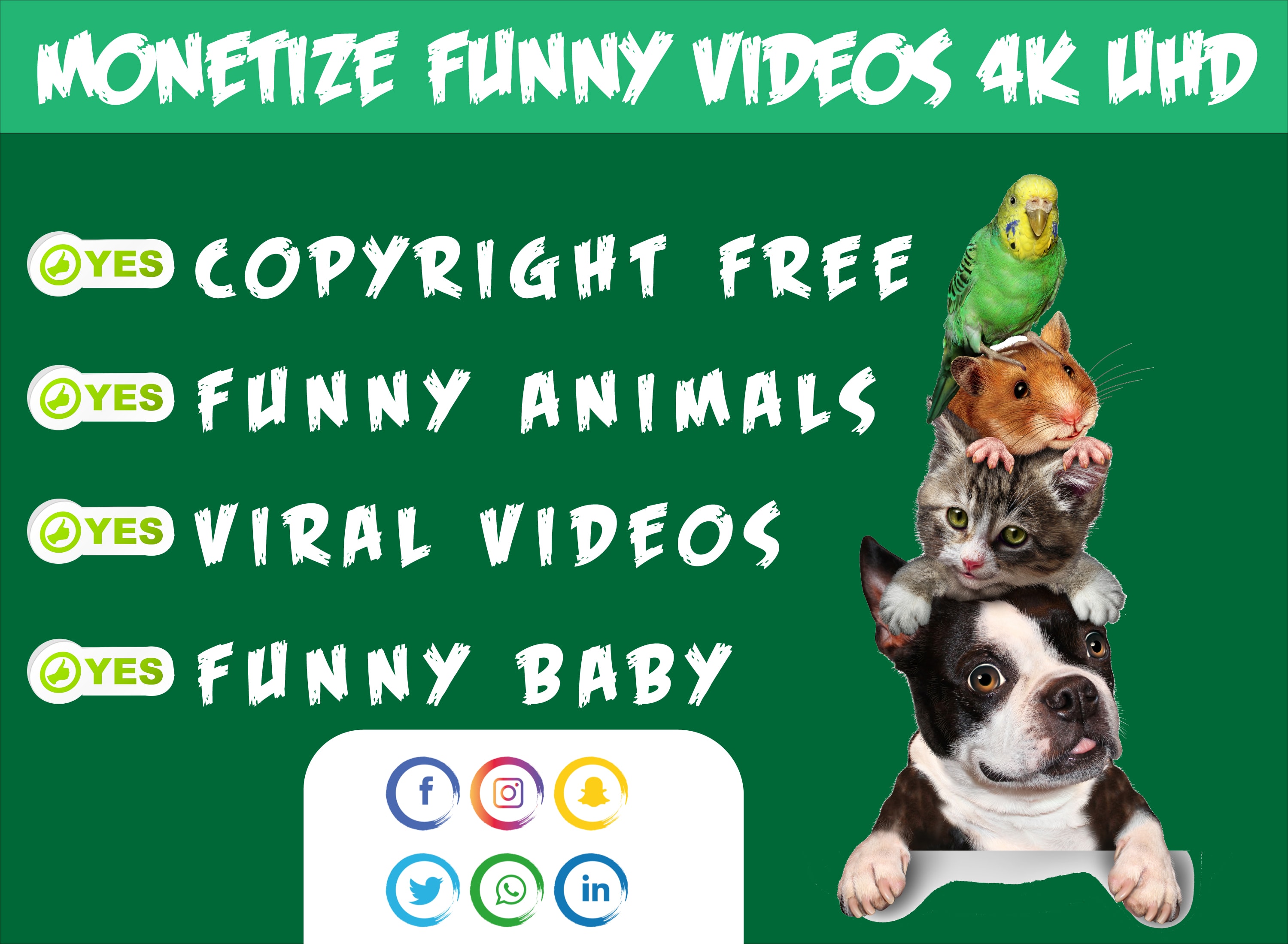 Create copyright free monetize viral animal funny video, for youtube with  logo by Kaneezzz | Fiverr