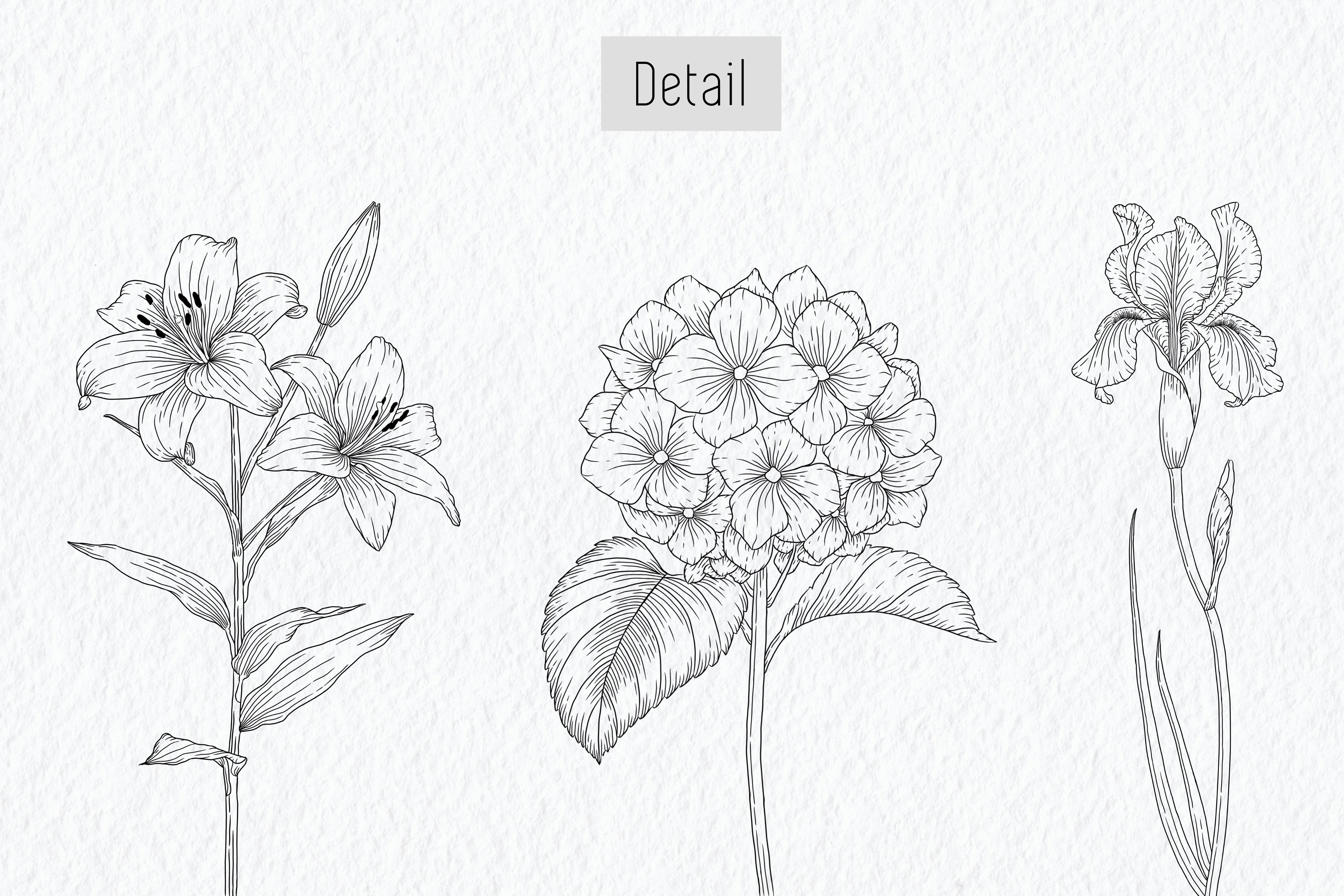 How To Draw Line Art Flowers Best Flower Site   Draw Vector Realistic Botanical Line Art Illustration 