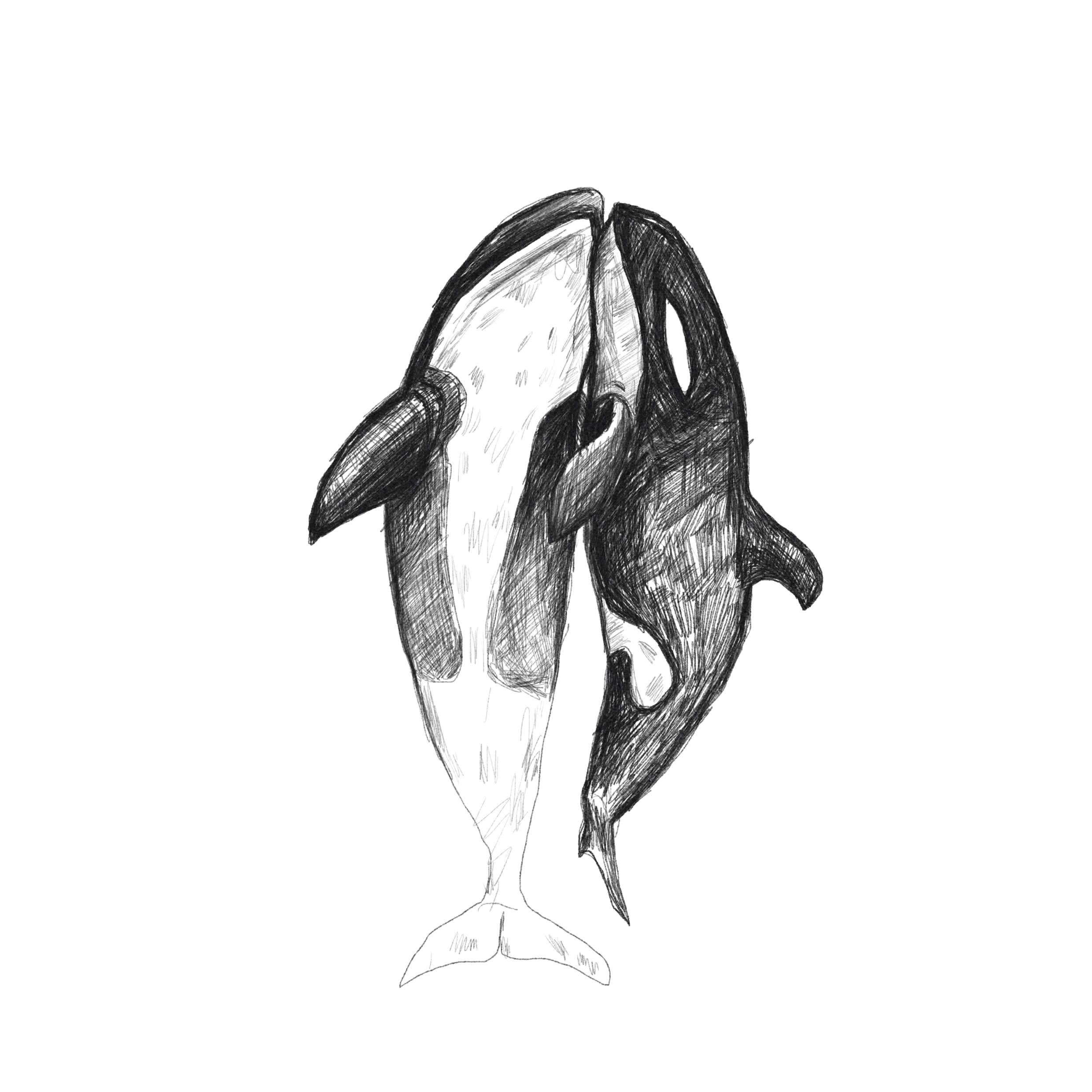 Make a sea animal pencil shading illustration image by Hitamhk | Fiverr