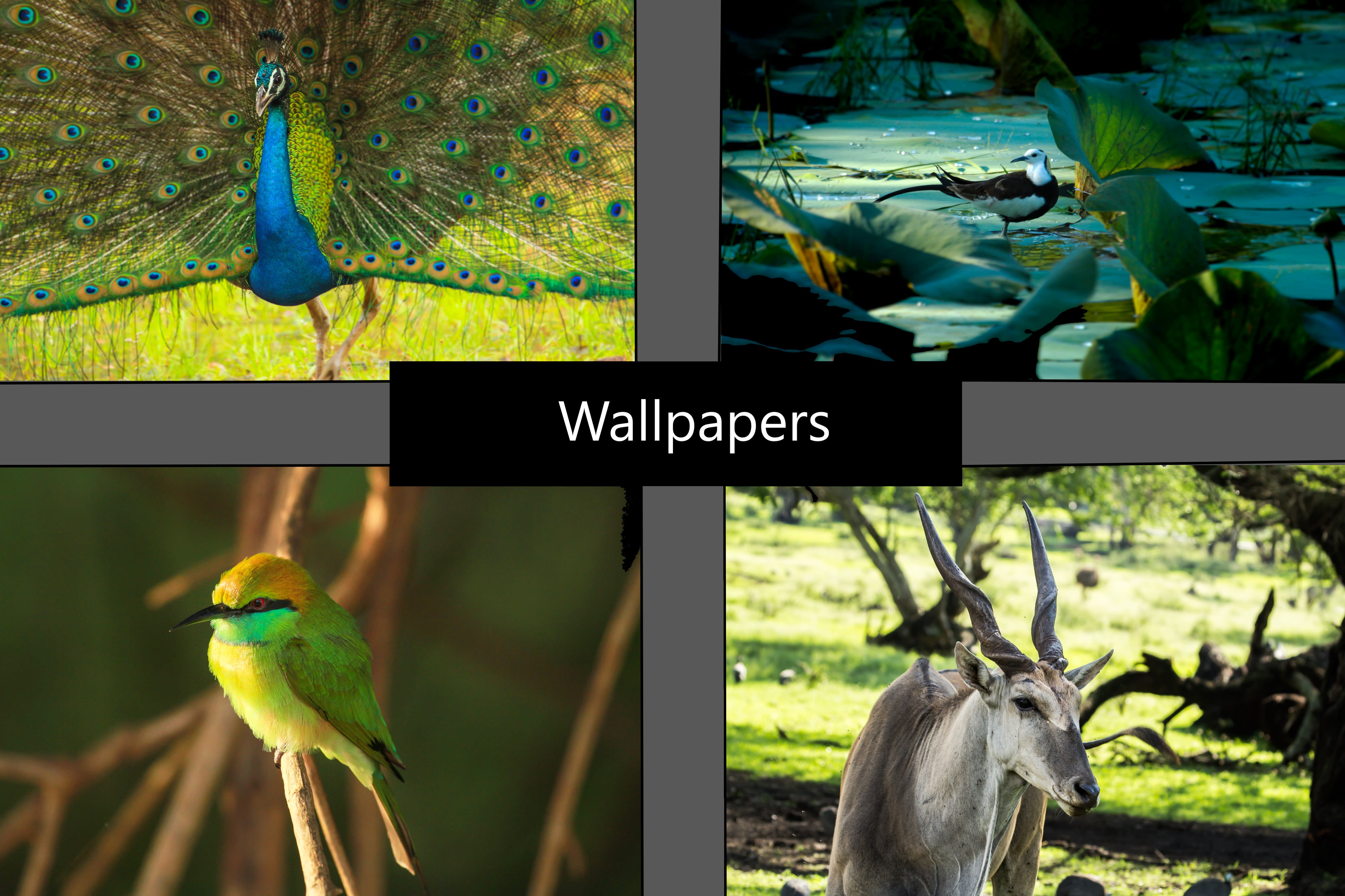 50 super cool and creative wallpapers of animals for you by Ondrej_basak | Fiverr 50 super cool and creative wallpapers of animals for you by Ondrej_basak | Fiverr