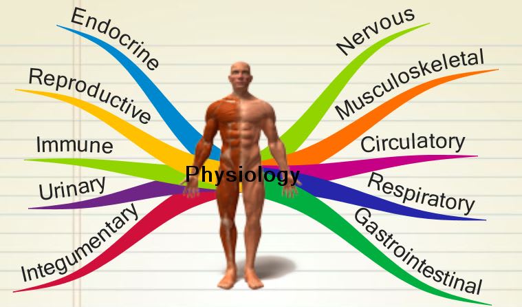 Provide the best articles in medical physiology by Faustinewriter | Fiverr