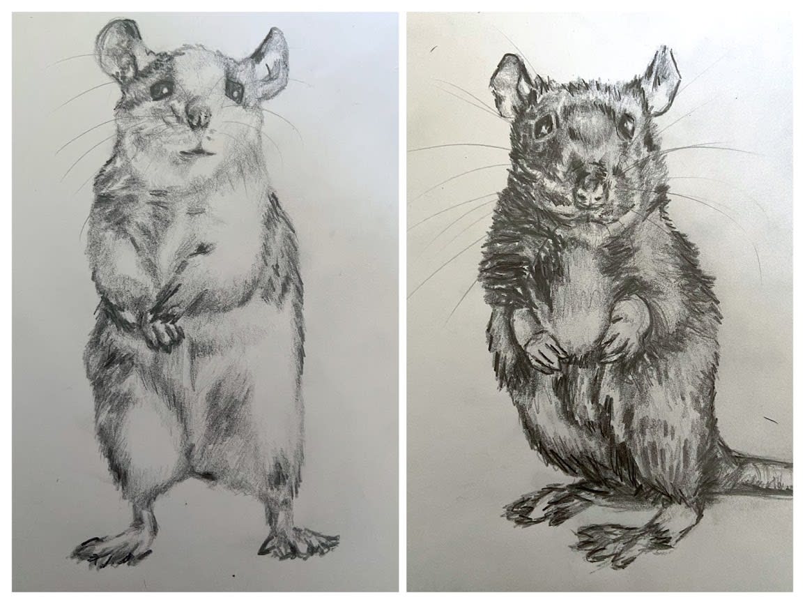 756 Rat Drawing Stock Photos, High-Res Pictures, and Images - Getty Images