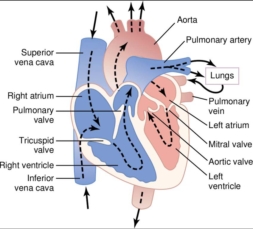 Heart: Anatomy & Function