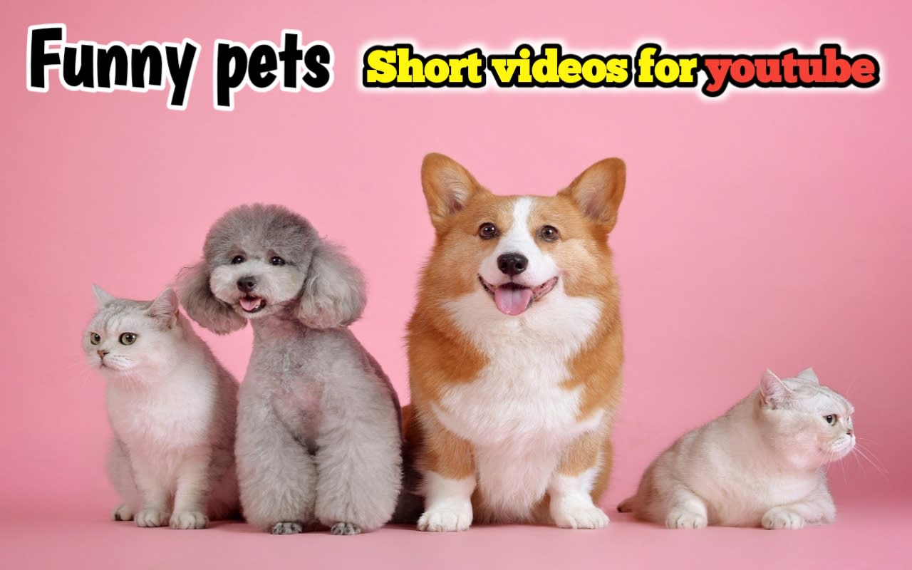 Short funny best sale pet videos