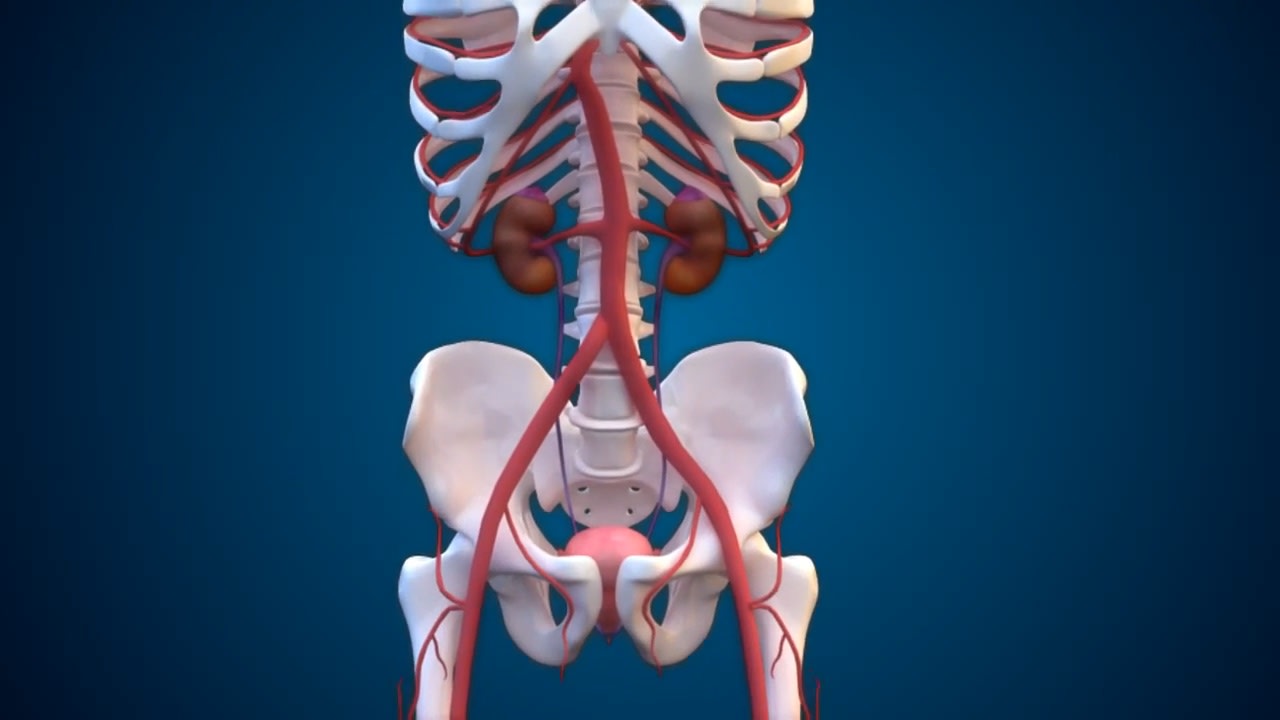 3d animation medical animation surgery medical educational scientific  animation by David_ann | Fiverr