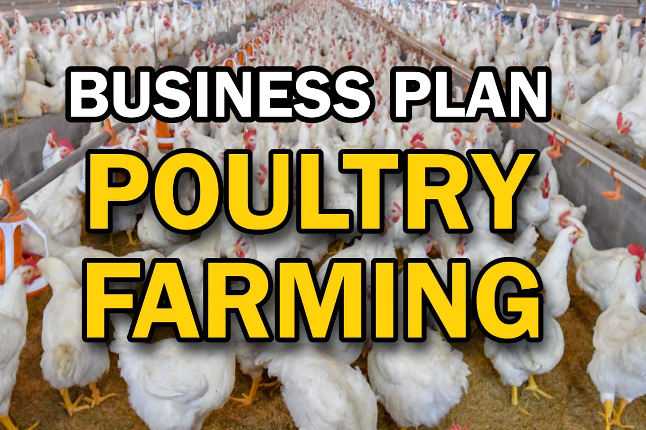Aprender sobre 77+ imagem chicken farming business plan br