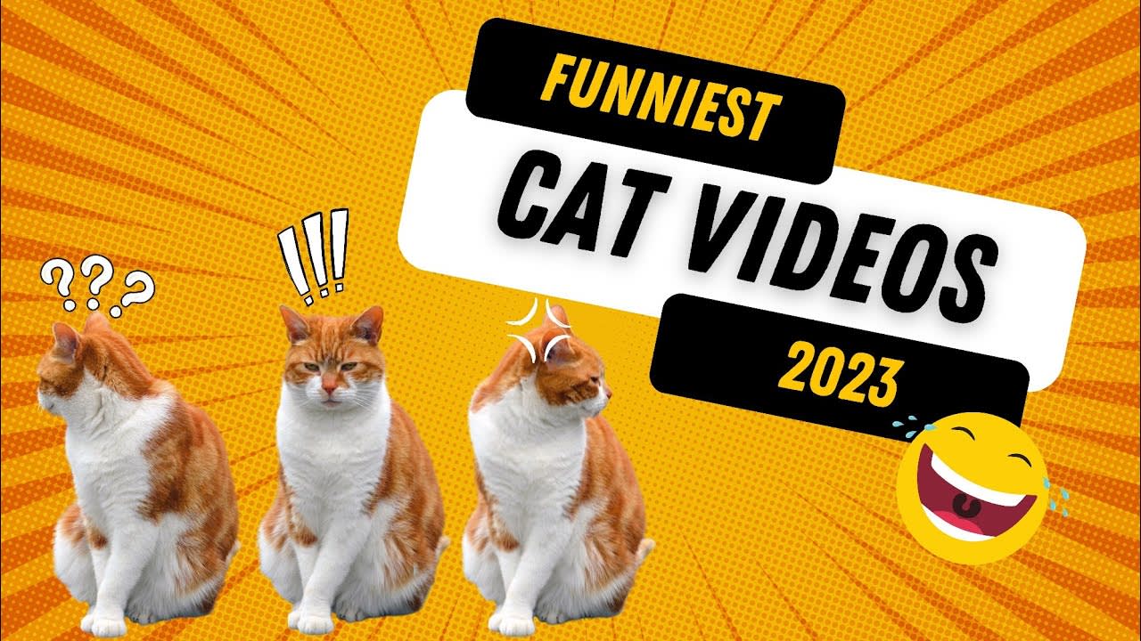 create funny animals compilation for with seo channel setup