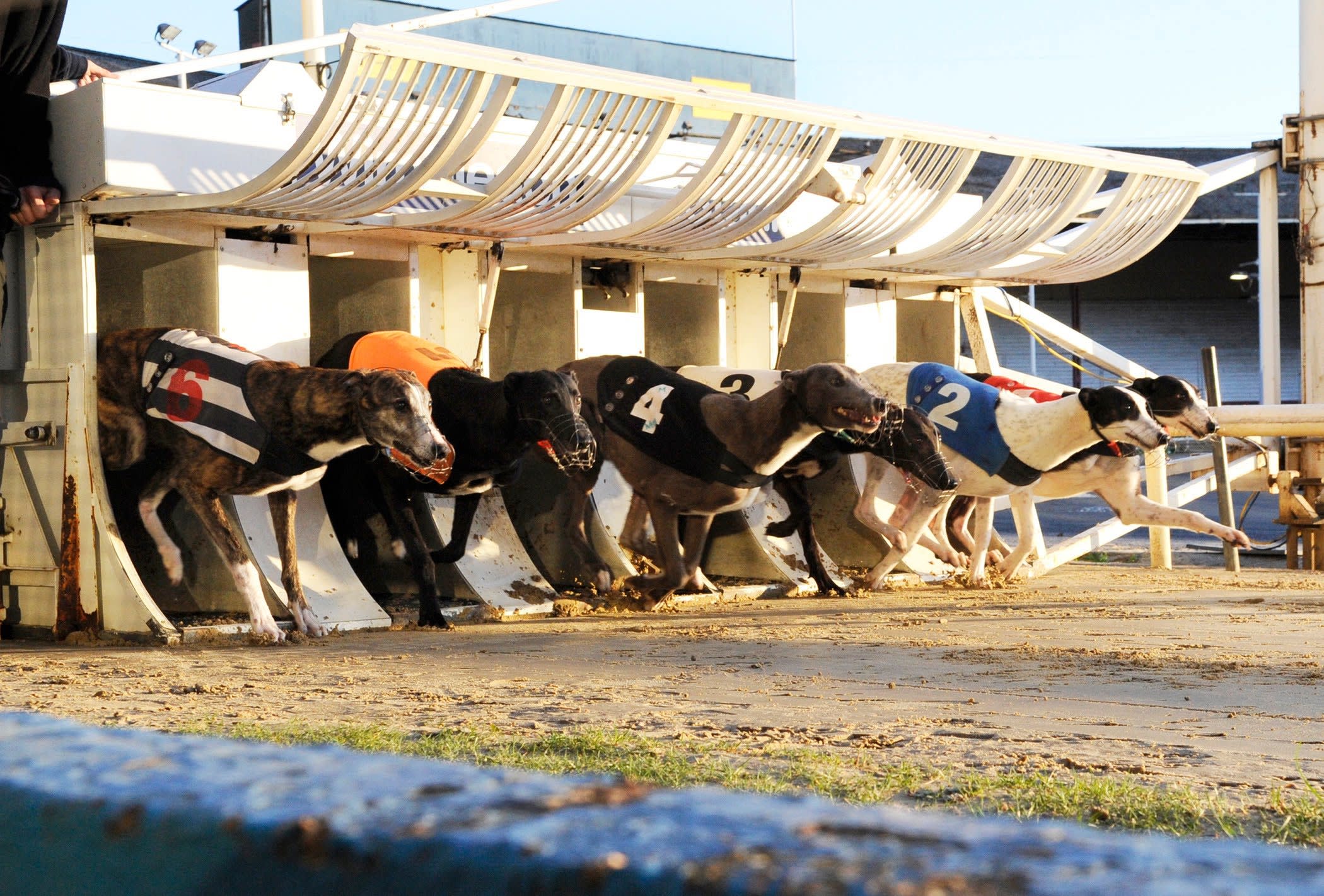 How To Bet On Greyhounds And Win