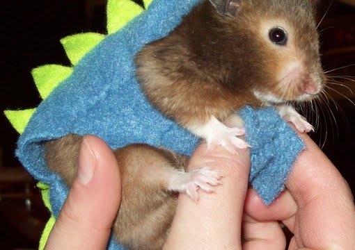 Make And Mail You One Of My Dinosaur Hamster Costumes For A Syrian Hamster By Arosecreates,Bordelaise Sauce Recipe