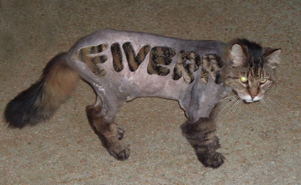 shaved cat