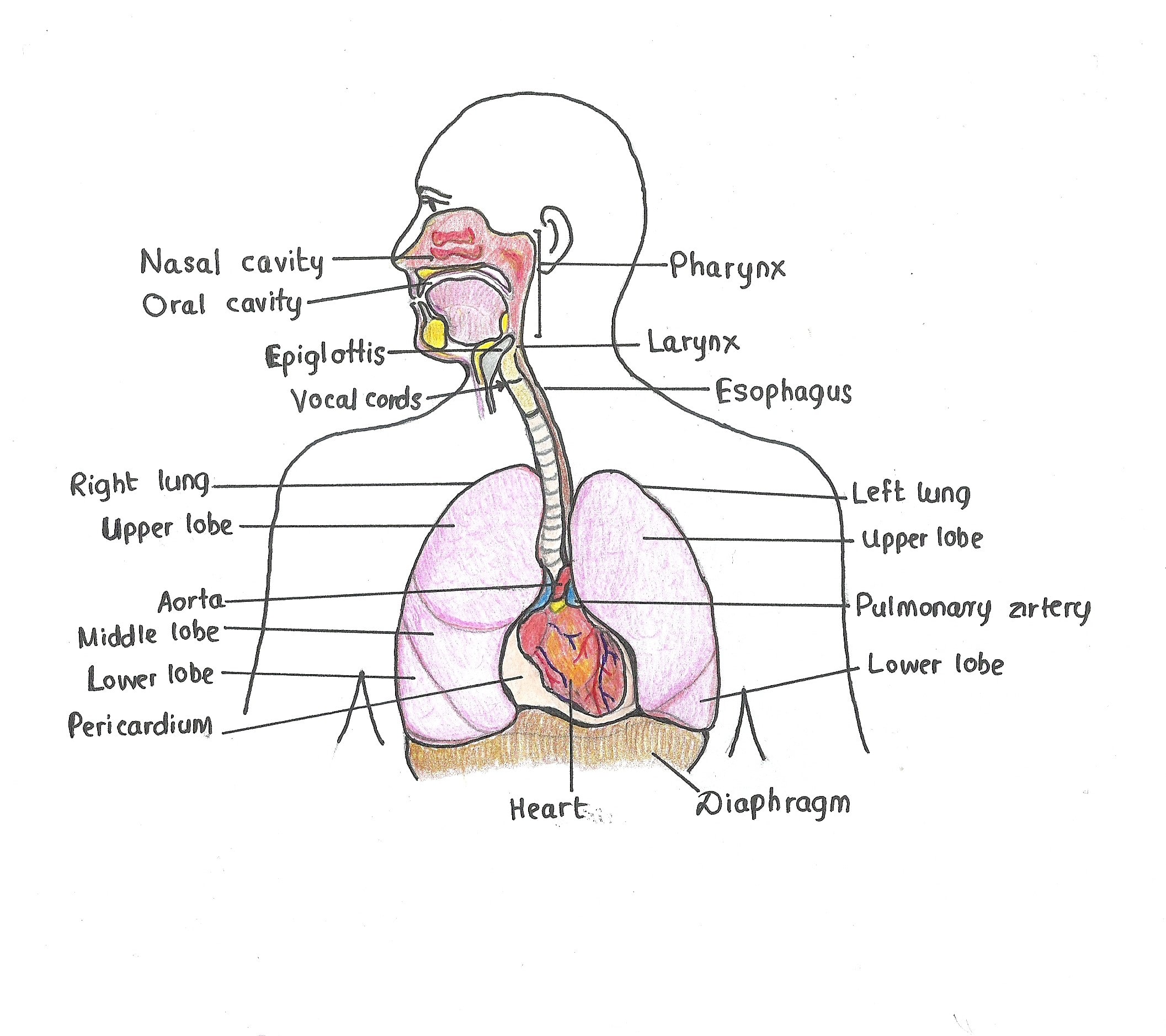 Lung drawing hires stock photography and images  Alamy