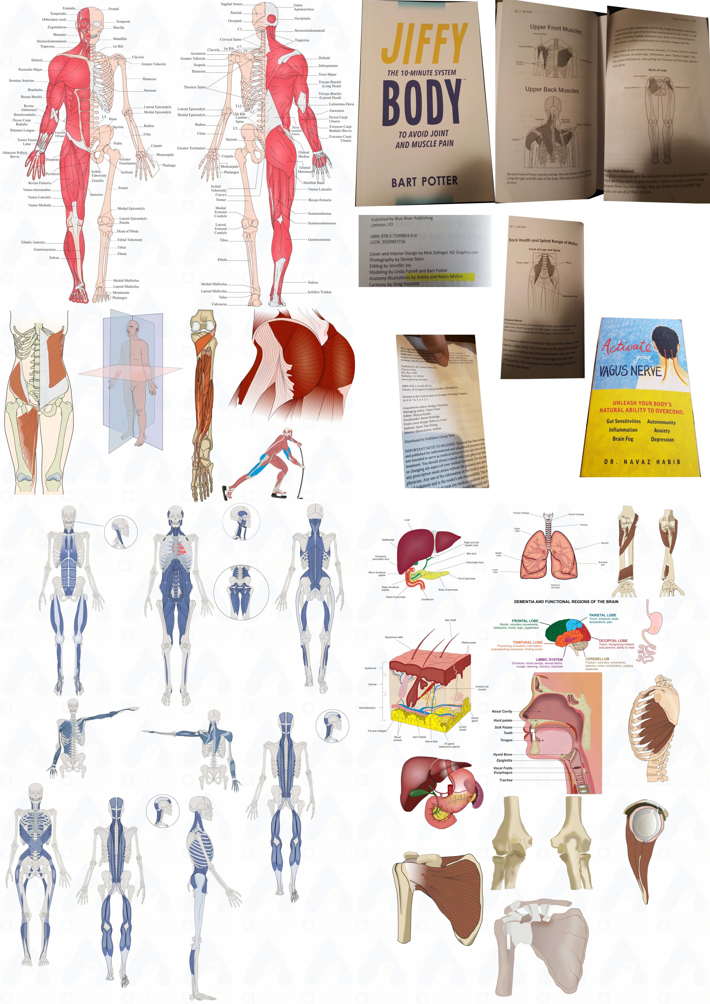 Human Anatomy Diagrams