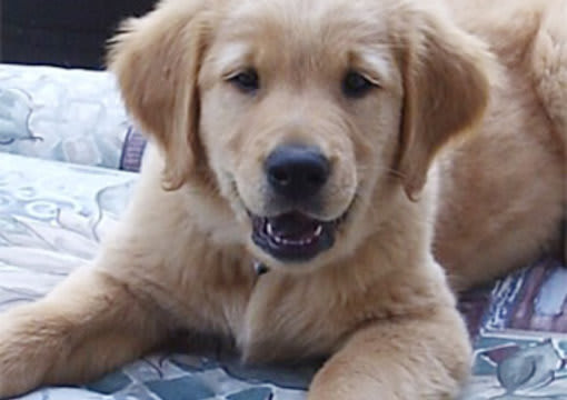 puppy training biting and jumping