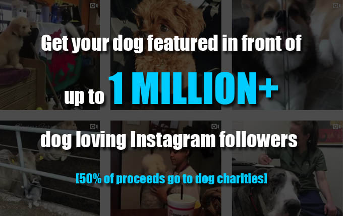 i will feature your dog in front of up to 1 million instagram dog lovers - get followers on instagram for dog