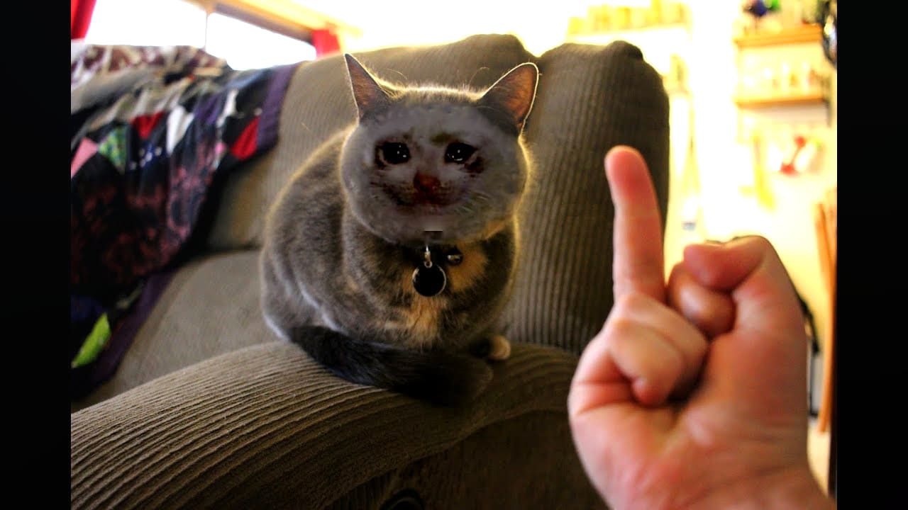 Make Your Cats Or Animals Into Sad Cats By Nibbaknocker Fiverr Make Your Cats Or Animals Into Sad Cats By Nibbaknocker Fiverr