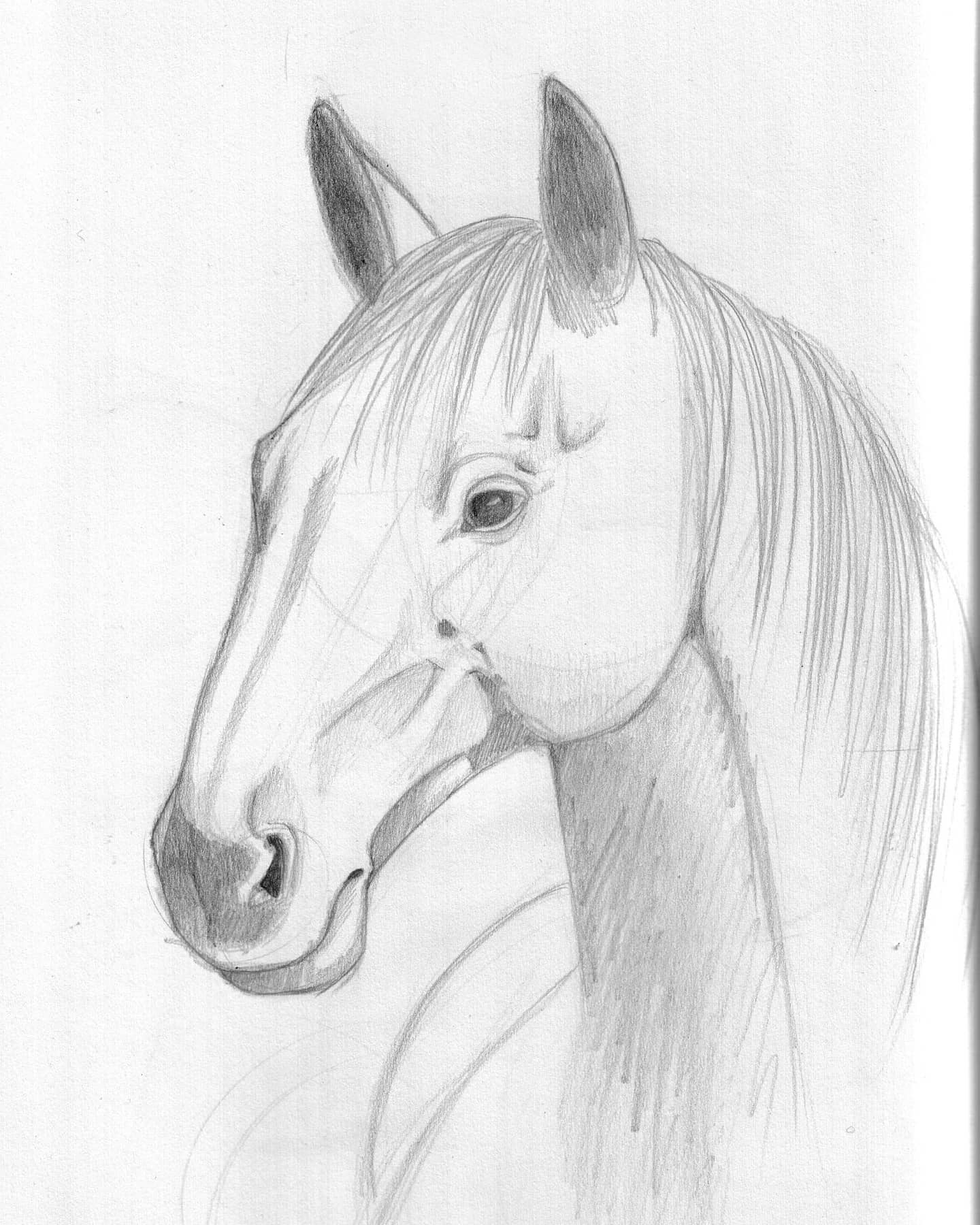 Original Horse Pencil Drawings For Sale | Saatchi Art