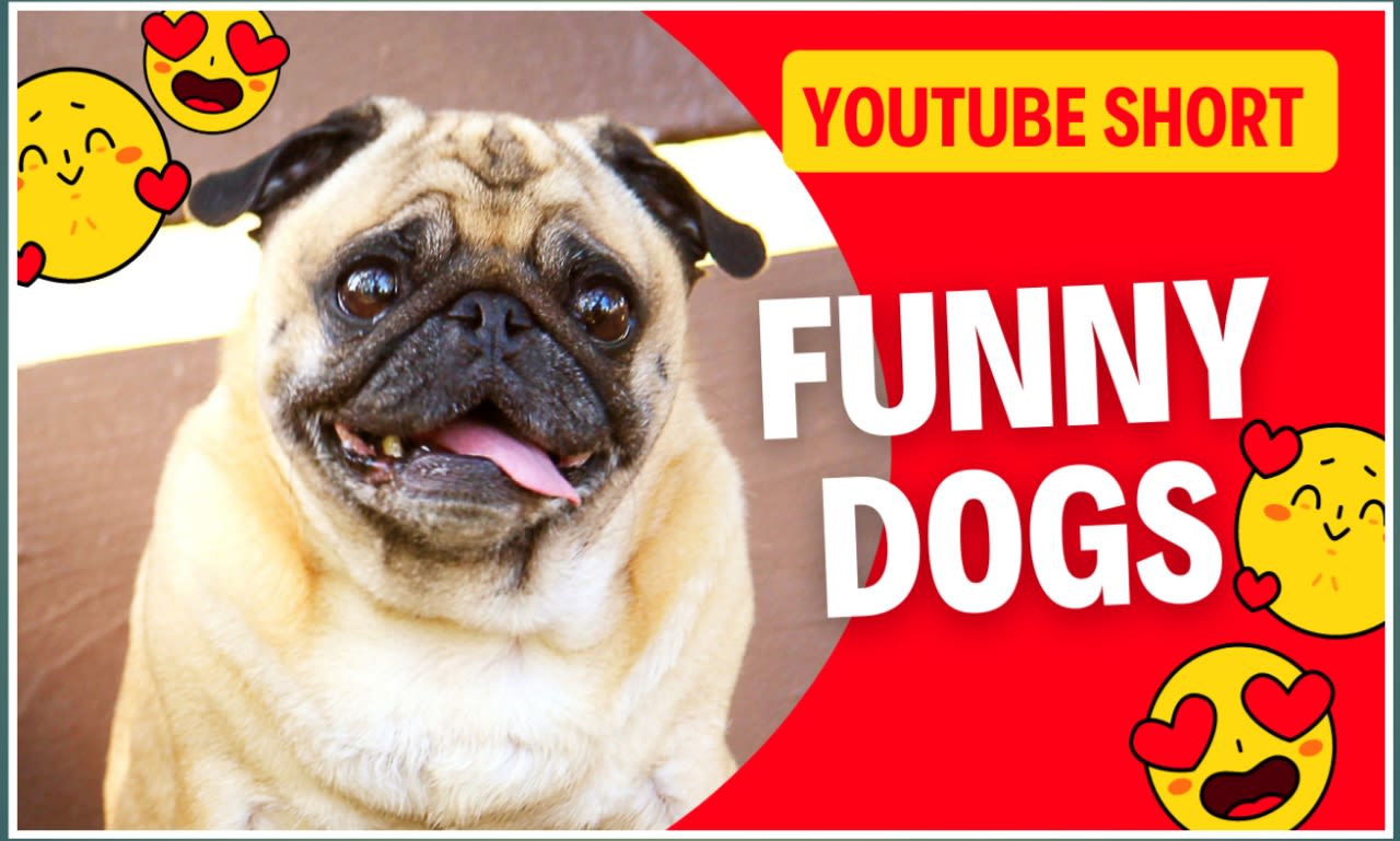 Create 1500 viral funny pet youtube short videos by Hafizkaleem775