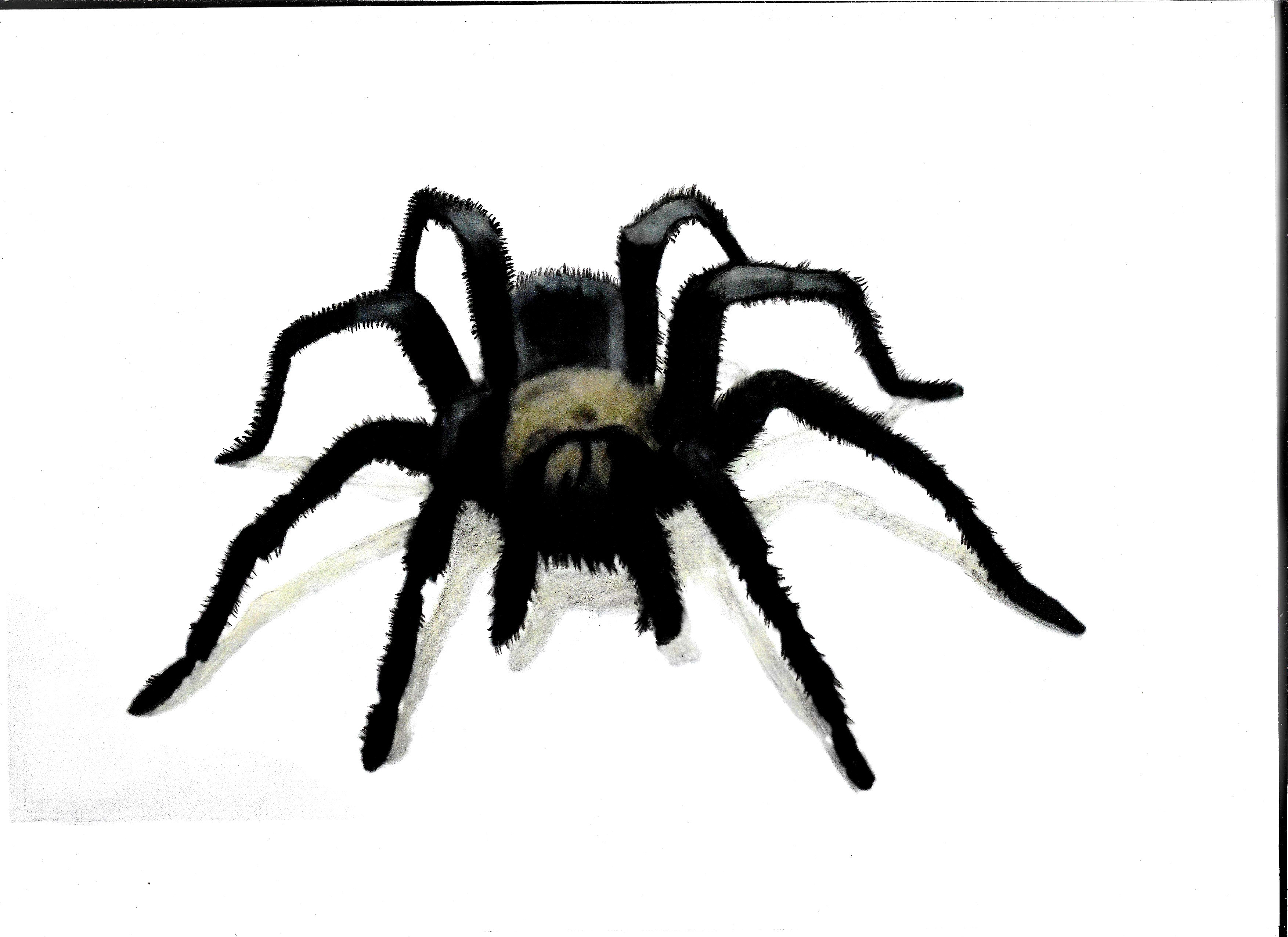 3D Realistic Spider Drawing  How to draw a SPIDER  YouTube