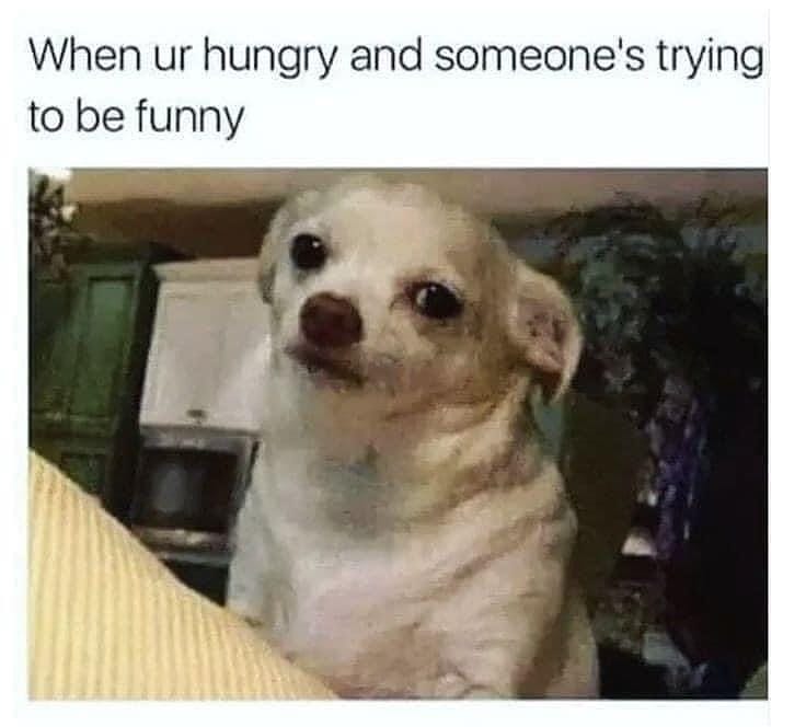 Give 300 cat dog funny memes by Anishvijay Fiverr