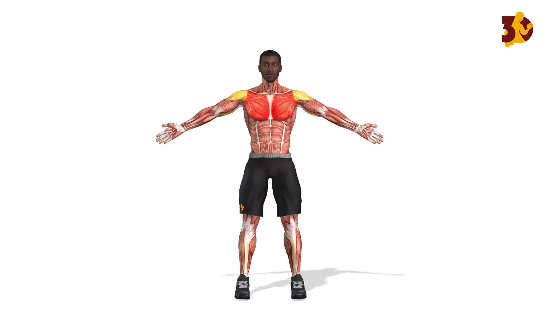 Create exercise, workout, gym, fitness animation video by Fitness_videos |  Fiverr