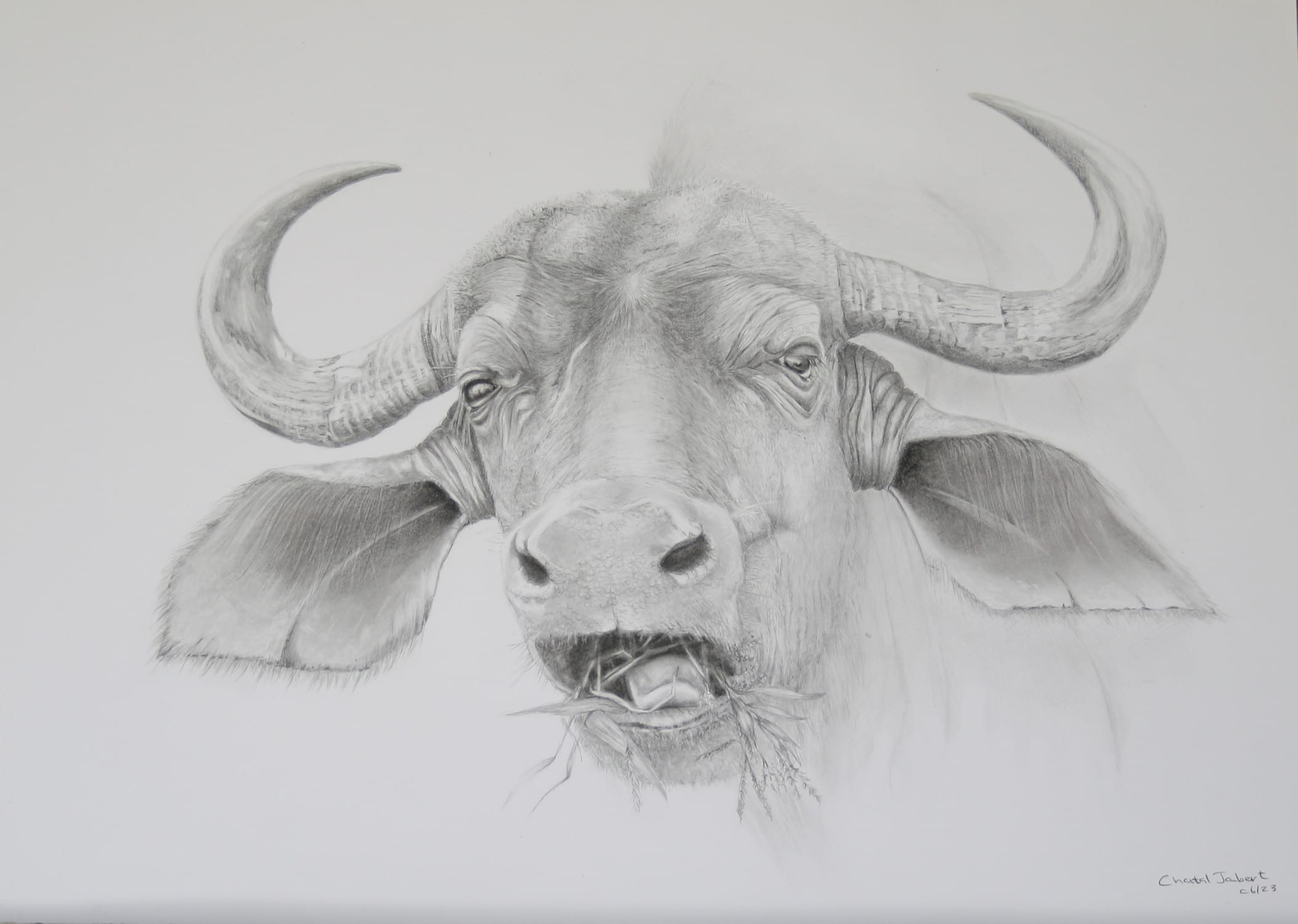 How to Draw a Water Buffalo Head step by step | Realistic Animals Drawing -  YouTube