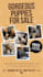 design flyer pet shop, pet grooming, pet store, pet clinic, etc