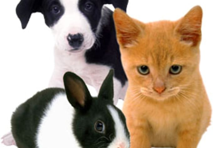 post your article on my Pets blog sites PR2