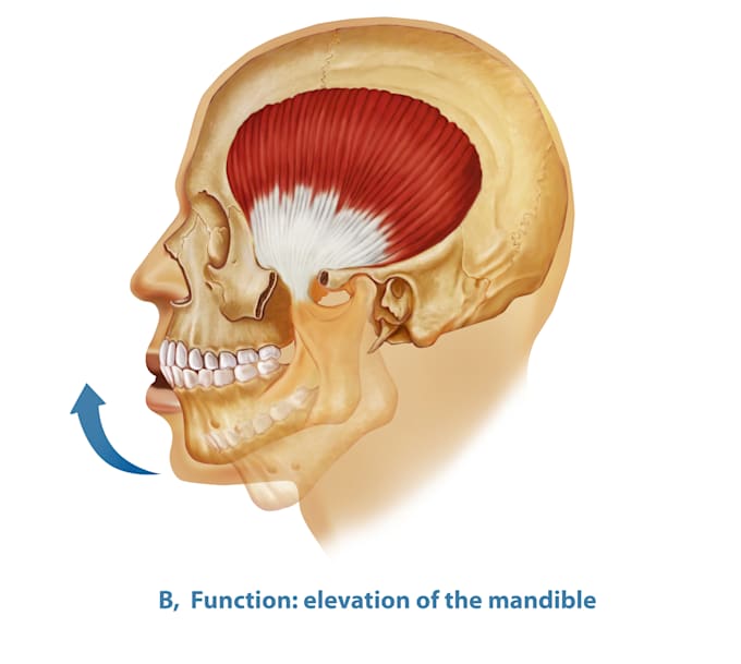 do all medical, dental and scientific illustrations for you