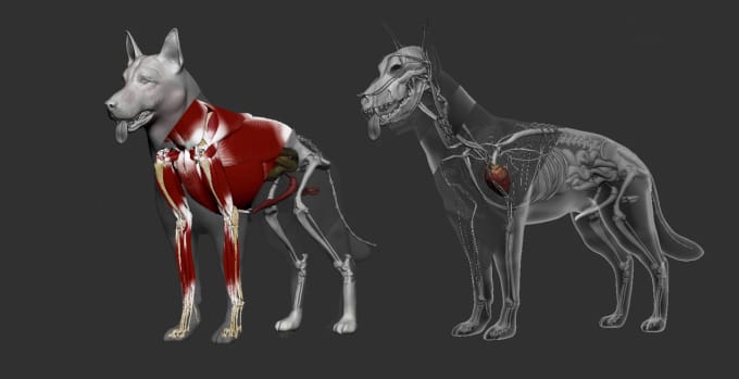 Create an anatomical 3d models of animals and human by Claykong Fiverr