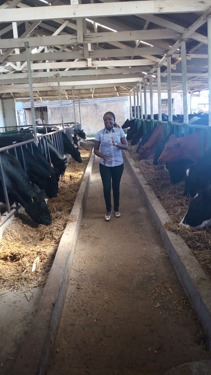 Guide you on how to start a dairy farm by Susannjuguna Fiverr