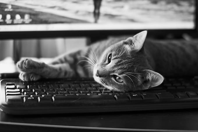 write engaging cat related articles for your blog with SEO optimization
